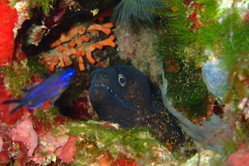 IBIZA, SA GALERA - Alicante Denia Spain