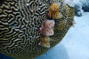 BUCEO EN PUERTO ESCONDIDO, MAYABEQUE, CUBA -  Puerto Escondido Cuba foto 3
