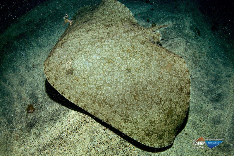 LAS PLAYAS - LA RESTINGA - EL HIERRO - Santa Cruz de Tenerife La Restinga España
