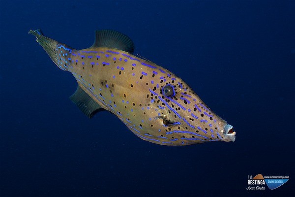PUNTA LAJIAL - LA RESTINGA - EL HIERRO - Santa Cruz de Tenerife La Restinga España