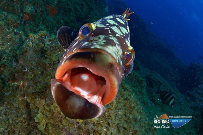 TACORÓN - LA RESTINGA - EL HIERRO - Santa Cruz de Tenerife La Restinga España