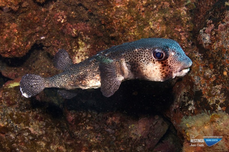 EL RÍO - LA RESTINGA - EL HIERRO - Santa Cruz de Tenerife La Restinga España
