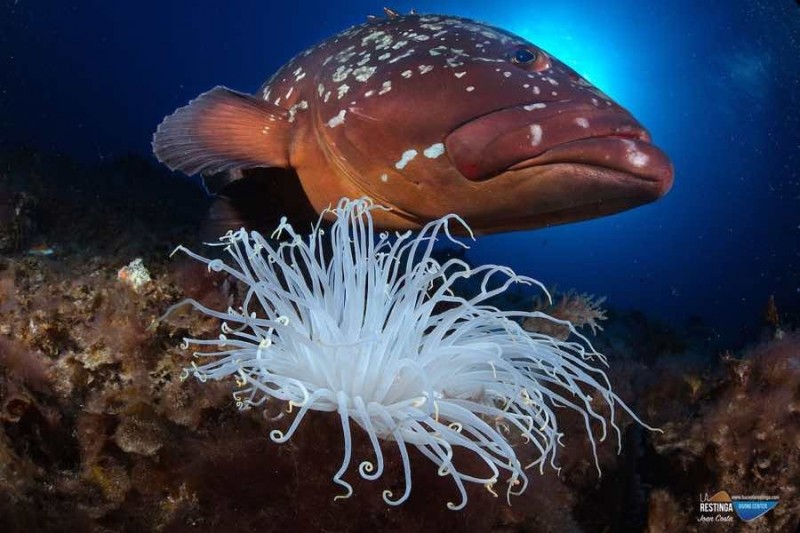 EL CORAL O PUNTA DEL RIO - LA RESTINGA - EL HIERRO - Santa Cruz de Tenerife La Restinga España