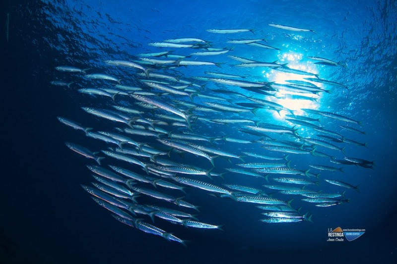 BAJA FRÍA - LA RESTINGA - EL HIERRO - Santa Cruz de Tenerife La Restinga España