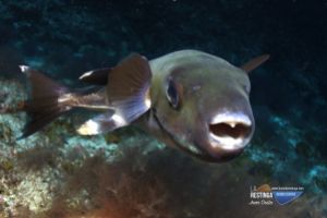 EL DESIERTO - LA RESTINGA - EL HIERRO - Santa Cruz de Tenerife La Restinga Spain foto 3