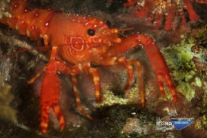 EL DESIERTO - LA RESTINGA - EL HIERRO - Santa Cruz de Tenerife La Restinga Spain foto 4