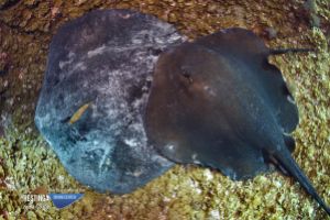 EL DESIERTO - LA RESTINGA - EL HIERRO - Santa Cruz de Tenerife La Restinga Spain foto 5