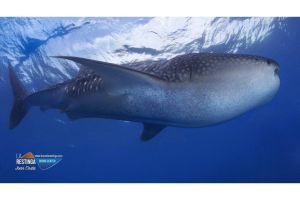 EL DESIERTO - LA RESTINGA - EL HIERRO - Santa Cruz de Tenerife La Restinga Spain foto 2