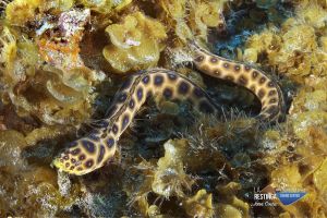 CARMELITA | ROQUE TACORON - LA RESTINGA - EL HIERRO - Santa Cruz de Tenerife La Restinga Spain foto 1