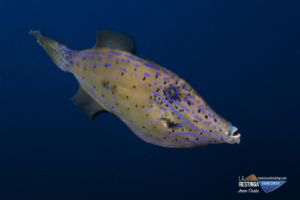 ROQUE TACORON - LA RESTINGA - EL HIERRO - Santa Cruz de Tenerife La Restinga Spain foto 2