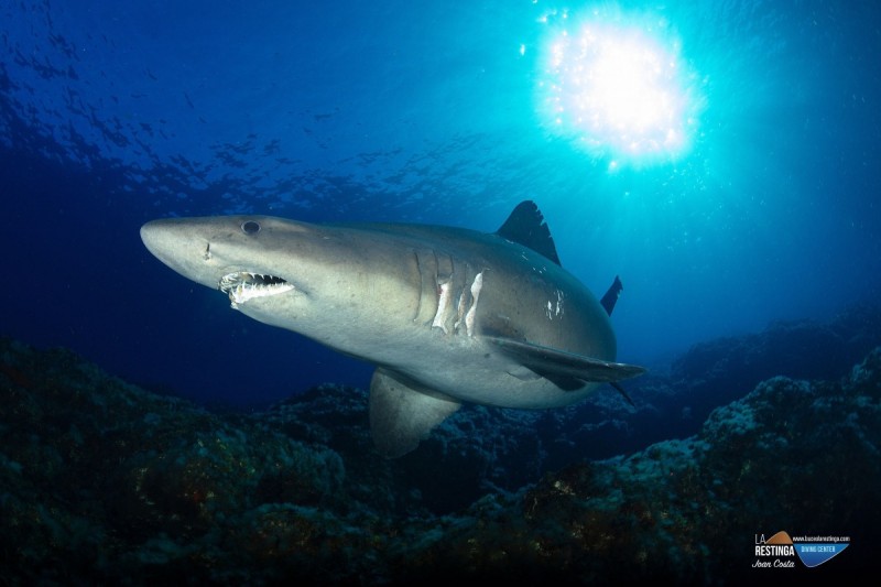 BAJA ROSARIO - LA RESTINGA - EL HIERRO - Santa Cruz de Tenerife La Restinga España