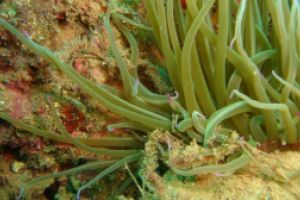 CABO DE SAN MARTIN CARA SUR - Alicante javea España foto 5