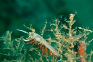 SCULL DEL PORTIXOLL ( MARIA CLAUDIA) - Alicante JAVEA España foto 3