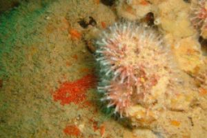 SCULL DEL CABO NEGRO. - Alicante Xàbia España foto 3