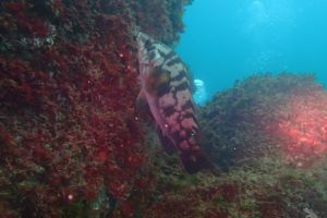 LA BANTXA DEL ESTE - PASAIA - GUIPUZKOA - Gipuzkoa Pasai Donibane Spain foto 1