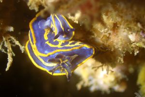 LA BANTXA DEL ESTE - PASAIA - GUIPUZKOA - Gipuzkoa Pasai Donibane Spain foto 2