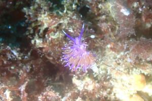 LA BANTXA DEL ESTE - PASAIA - GUIPUZKOA - Gipuzkoa Pasai Donibane Spain foto 6