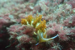 LA BANTXA DEL ESTE - PASAIA - GUIPUZKOA - Gipuzkoa Pasai Donibane Spain foto 7