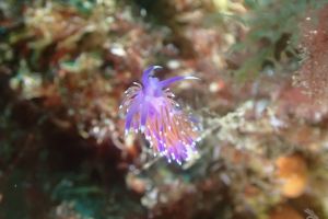 LA BANTXA DEL ESTE - PASAIA - GUIPUZKOA - Gipuzkoa Pasai Donibane Spain foto 8