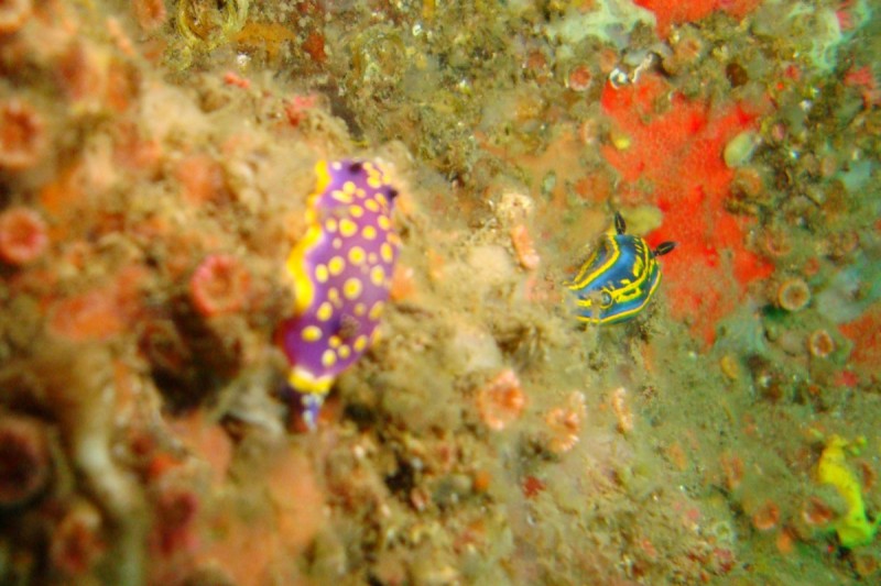 PIKATXILLA - PASAIA - GIPUZKOA - Gipuzkoa Pasai Donibane Spain