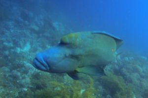 SOUTH PLATFORM – LITTLE BROTHER  - EGIPTO -  Hurghada Egipto