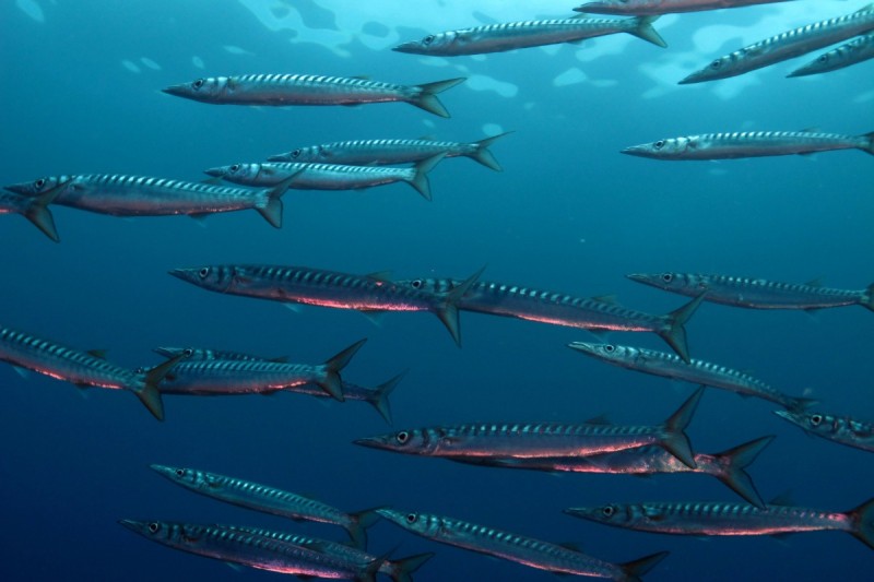 GRAN CANARIA - SARDINA DEL NORTE
