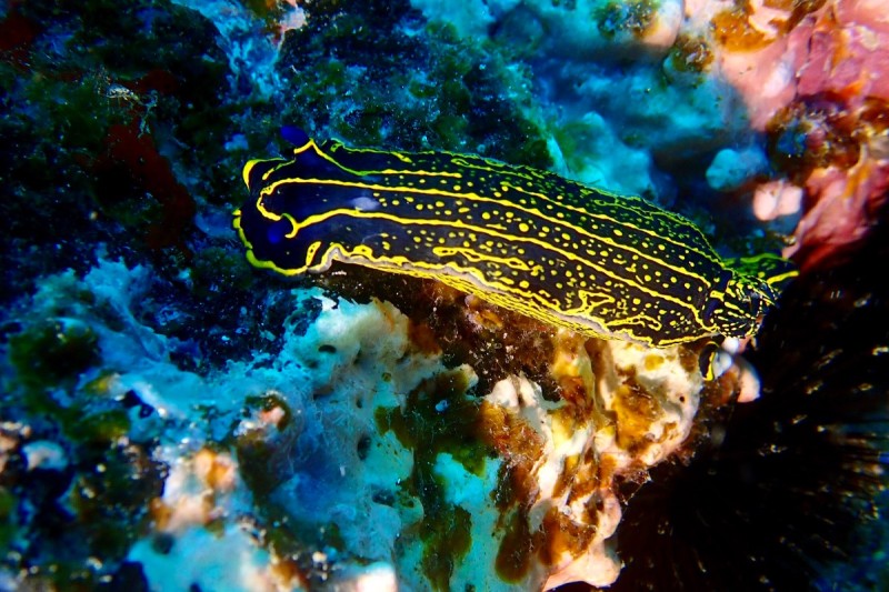 LAS PALMAS/ ARINAGA/ EL CABRON - Las Palmas Agüimes Spain