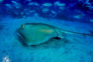 El Bufadero - Santa Cruz de Tenerife Los Cristianos España foto 3