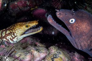 compartiendo casa | Tenerife, Los Cristianos, LA CUEVA DE LAS MORENAS - Santa Cruz de Tenerife Los cristianos Spain foto 6