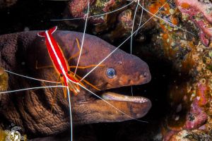 murion y lady escarlata | Tenerife, Los Cristianos, LA CUEVA DE LAS MORENAS - Santa Cruz de Tenerife Los cristianos Spain foto 8