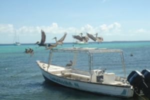 GUASA   LOS ROQUES VENEZUELA   -  Gran roque Venezuela