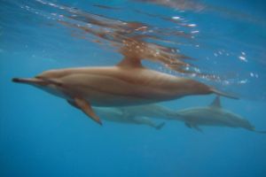 MARSA ALAM MAR ROJO -  Marsa Alam Egipto