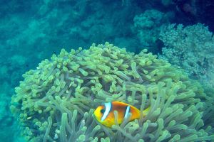 OMKARA REEF   MAR ROJO -  Marsa Alam Egipto foto 1