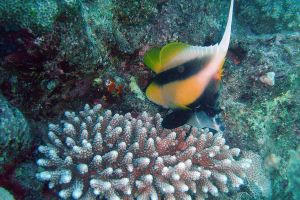 OMKARA REEF   MAR ROJO -  Marsa Alam Egipto foto 3