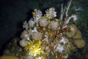 OMKARA REEF   MAR ROJO -  Marsa Alam Egipto foto 4