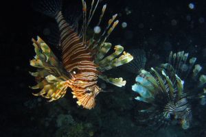 OMKARA REEF   MAR ROJO -  Marsa Alam Egipto foto 5