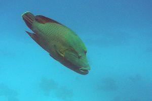 OMKARA REEF   MAR ROJO -  Marsa Alam Egipto foto 6