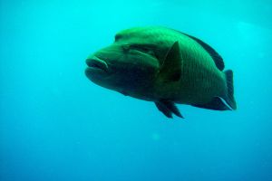 OMKARA REEF   MAR ROJO -  Marsa Alam Egipto foto 7