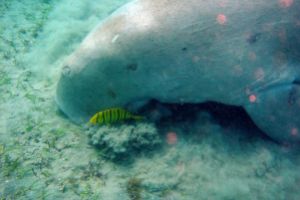 MARSA ALAM COSTA MAR ROJO -  Marsa alam Egipto