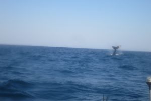 SARDINE RUN EAST LONDON SUDAFRICA -  East London Sudáfrica foto 3