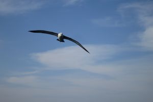 SARDINE RUN EAST LONDON SUDAFRICA -  East London Sudáfrica foto 4