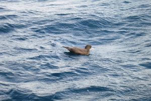 SARDINE RUN EAST LONDON SUDAFRICA -  East London Sudáfrica foto 5