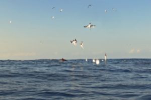 SARDINE RUN EAST LONDON SUDAFRICA -  East London Sudáfrica foto 6