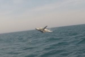 SARDINE RUN EAST LONDON SUDAFRICA -  East London Sudáfrica