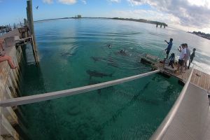   GAME RESERVE PORT  ALICE TOWN  BIMINI  BAHAMAS -  Alice Town Bahamas foto 2