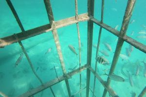   GAME RESERVE PORT  ALICE TOWN  BIMINI  BAHAMAS -  Alice Town Bahamas foto 3