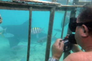   GAME RESERVE PORT  ALICE TOWN  BIMINI  BAHAMAS -  Alice Town Bahamas foto 4