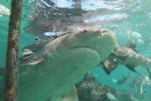   GAME RESERVE PORT  ALICE TOWN  BIMINI  BAHAMAS -  Alice Town Bahamas foto 5