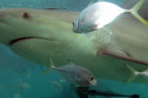   GAME RESERVE PORT  ALICE TOWN  BIMINI  BAHAMAS -  Alice Town Bahamas foto 6