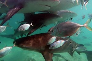   GAME RESERVE PORT  ALICE TOWN  BIMINI  BAHAMAS -  Alice Town Bahamas foto 7